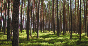 bomen.bos.2